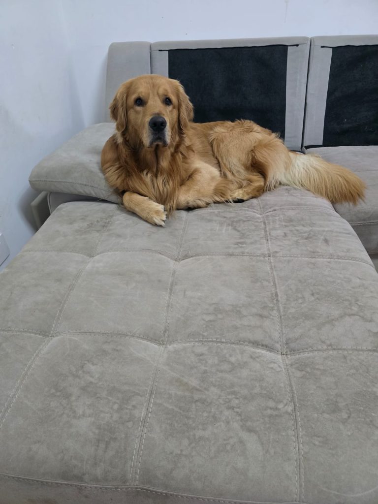 cane_divano_pulito_vapore_novaltec