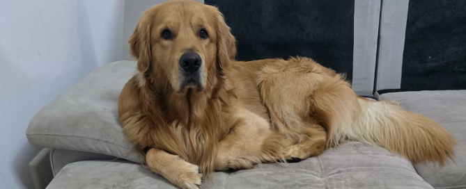 pulizia_hotel_petfriendly